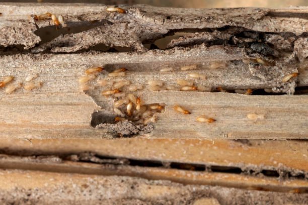 Pest Control for Restaurants in Sea Bright, NJ