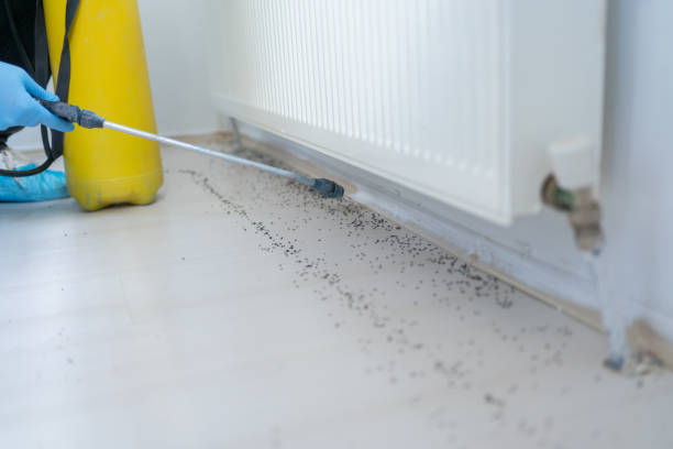 Best Termite Control Services  in Sea Bright, NJ